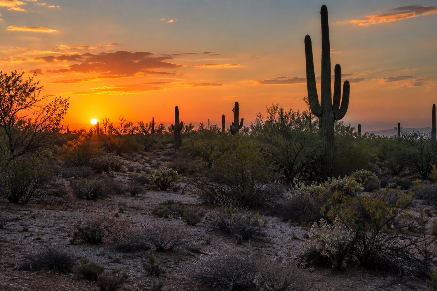 Saguaro silhouettes stand in a sun-washed desert at dusk.